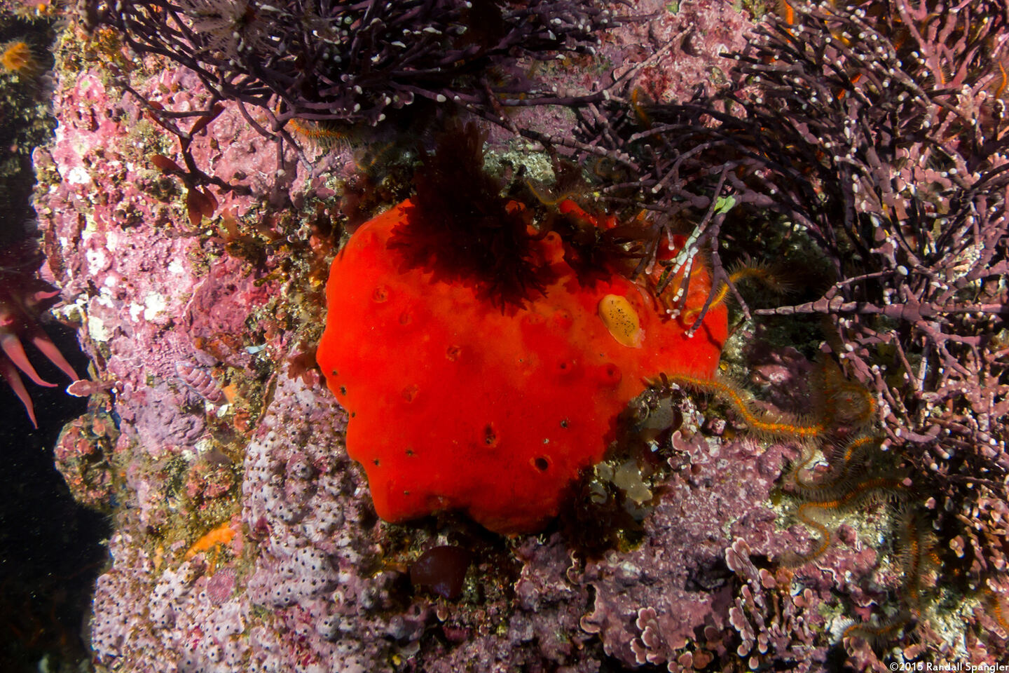 Acarnus erithacus (Red Volcano Sponge)