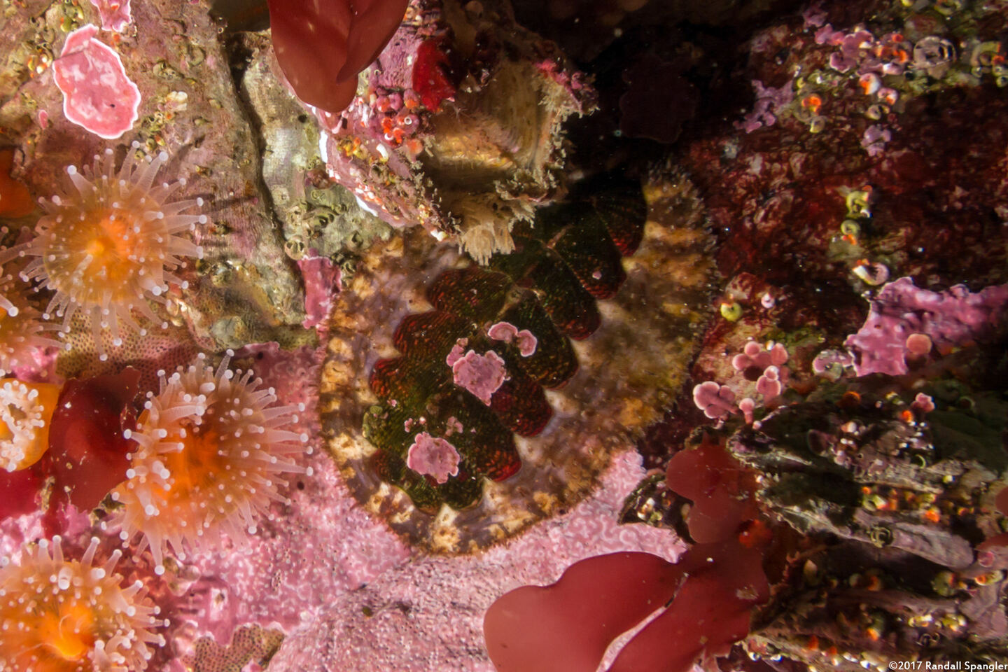 Mopalia spectabilis (Red-Flecked Mopalia)