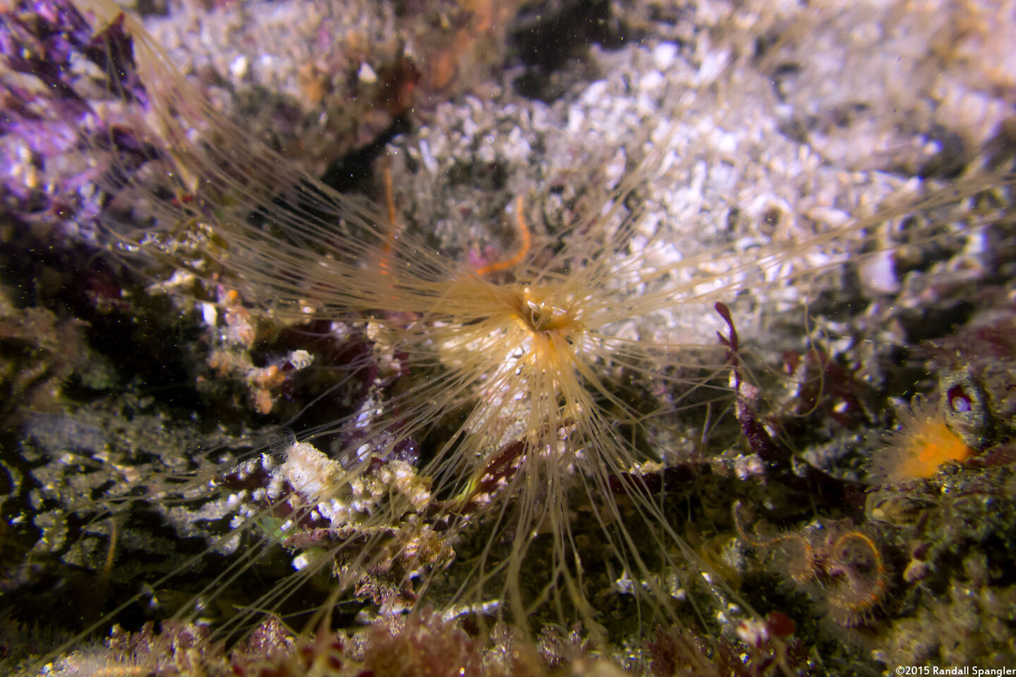 Thelepus crispus (Terebellid Worm)