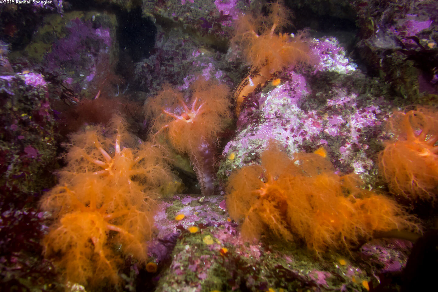 Cucumaria miniata (Orange Sea Cucumber)