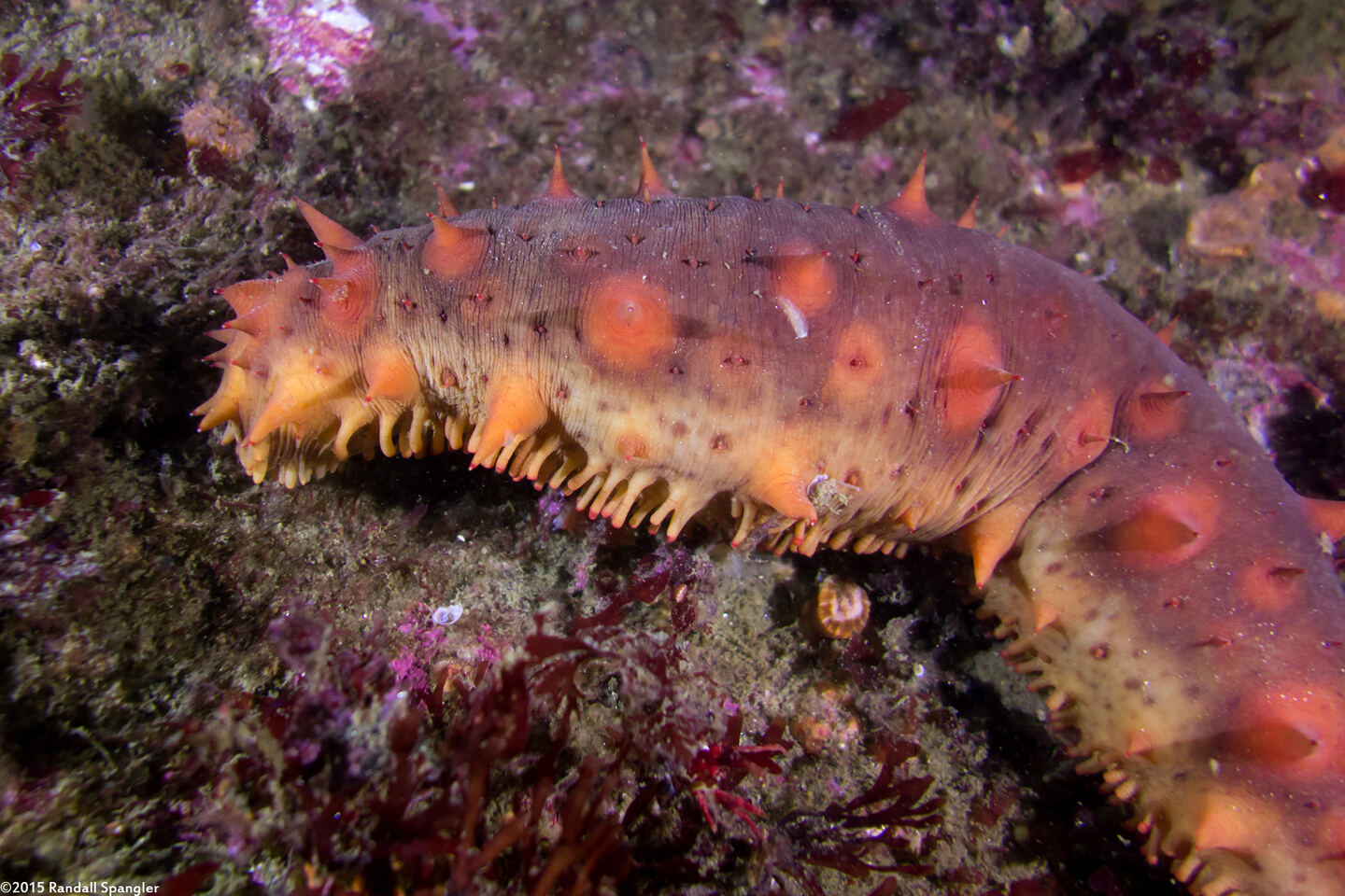 Parastichopus californicus (California Sea Cucumber)