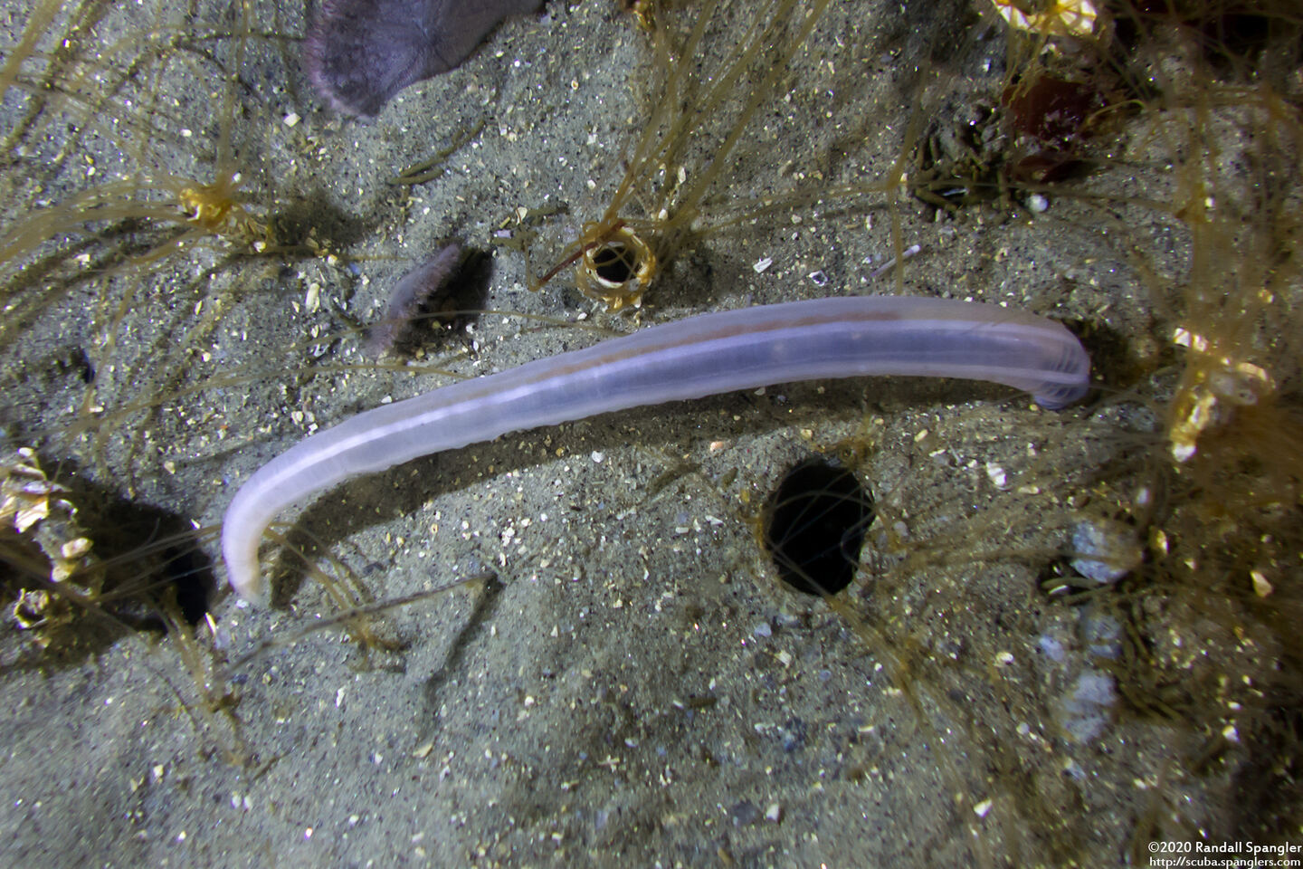 Leptosynapta albicans (Translucent Sea Cucumber)