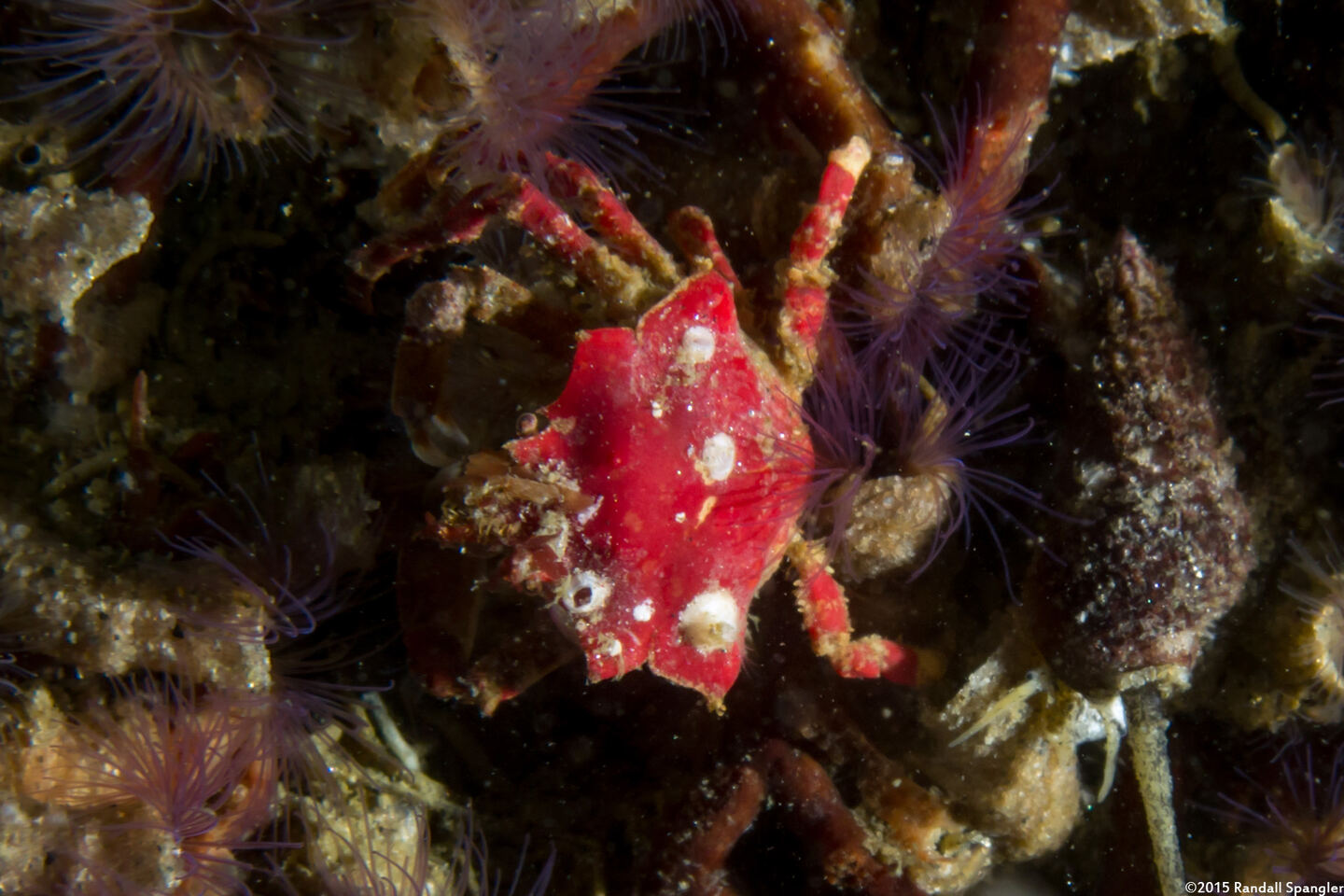 Pugettia foliata (Foliate Kelp Crab)