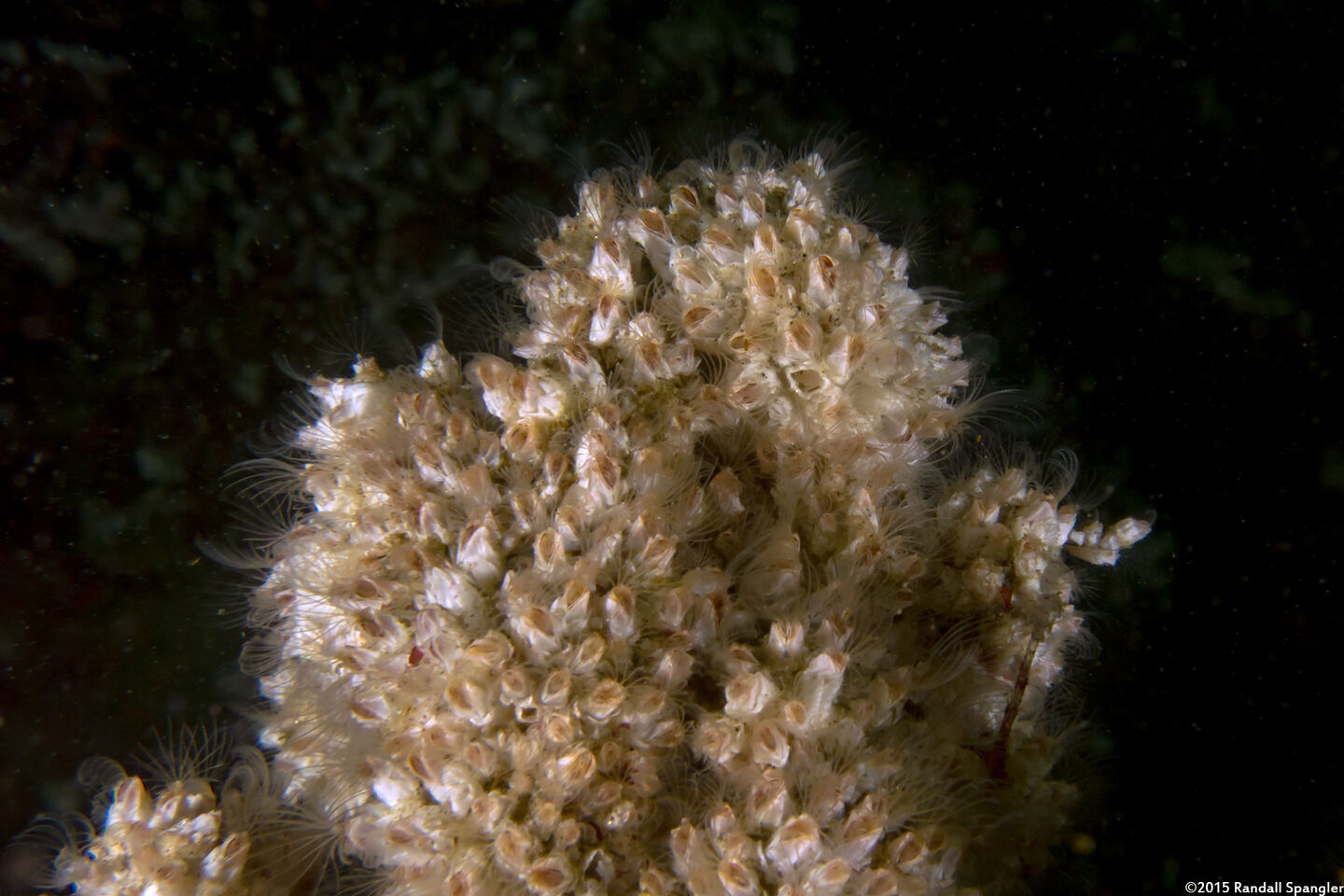 Balanus crenatus (Acorn Barnacle)