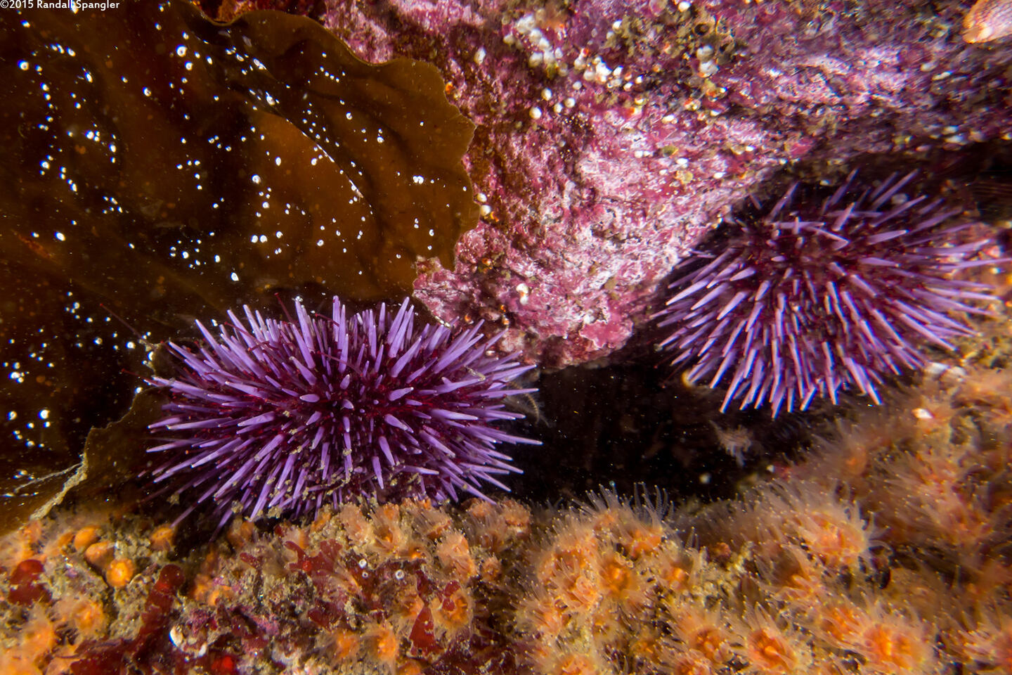 Strongylocentrotus purpuratus (Purple Sea Urchin)