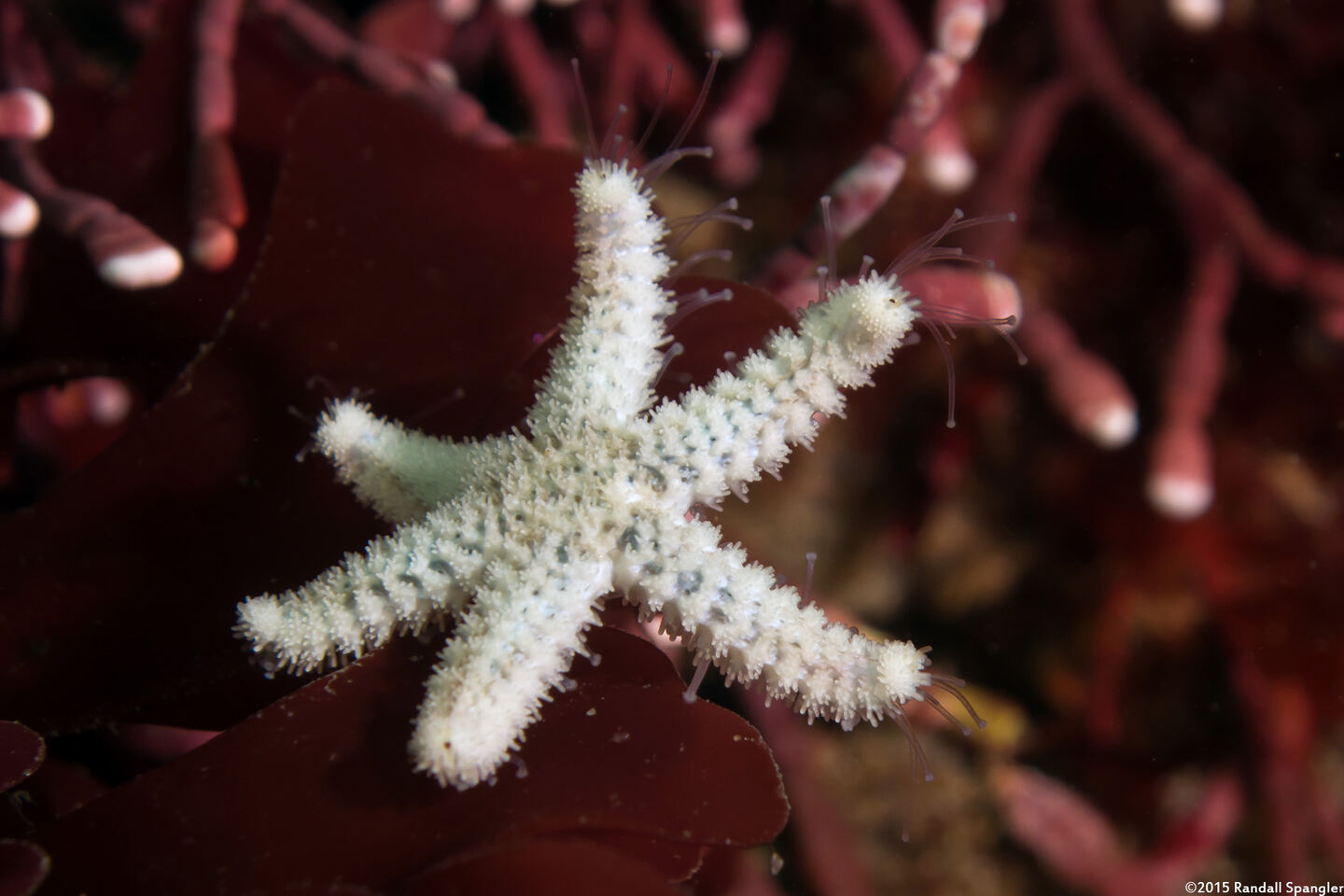 Leptasterias hexactis (Six-Arm Star)