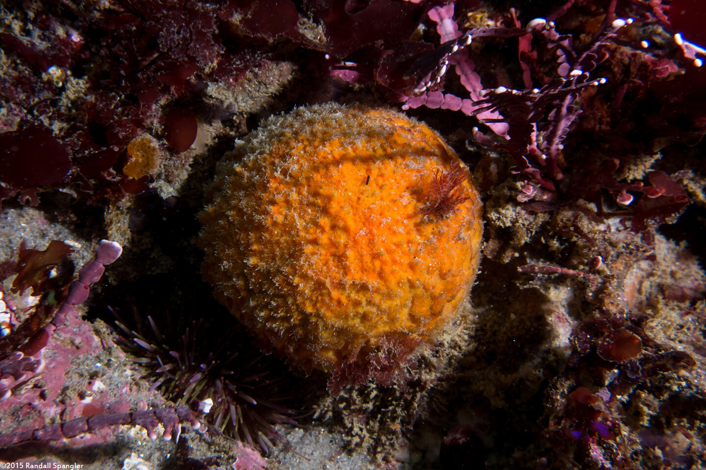 Tethya aurantium (Orange Puffball Sponge)