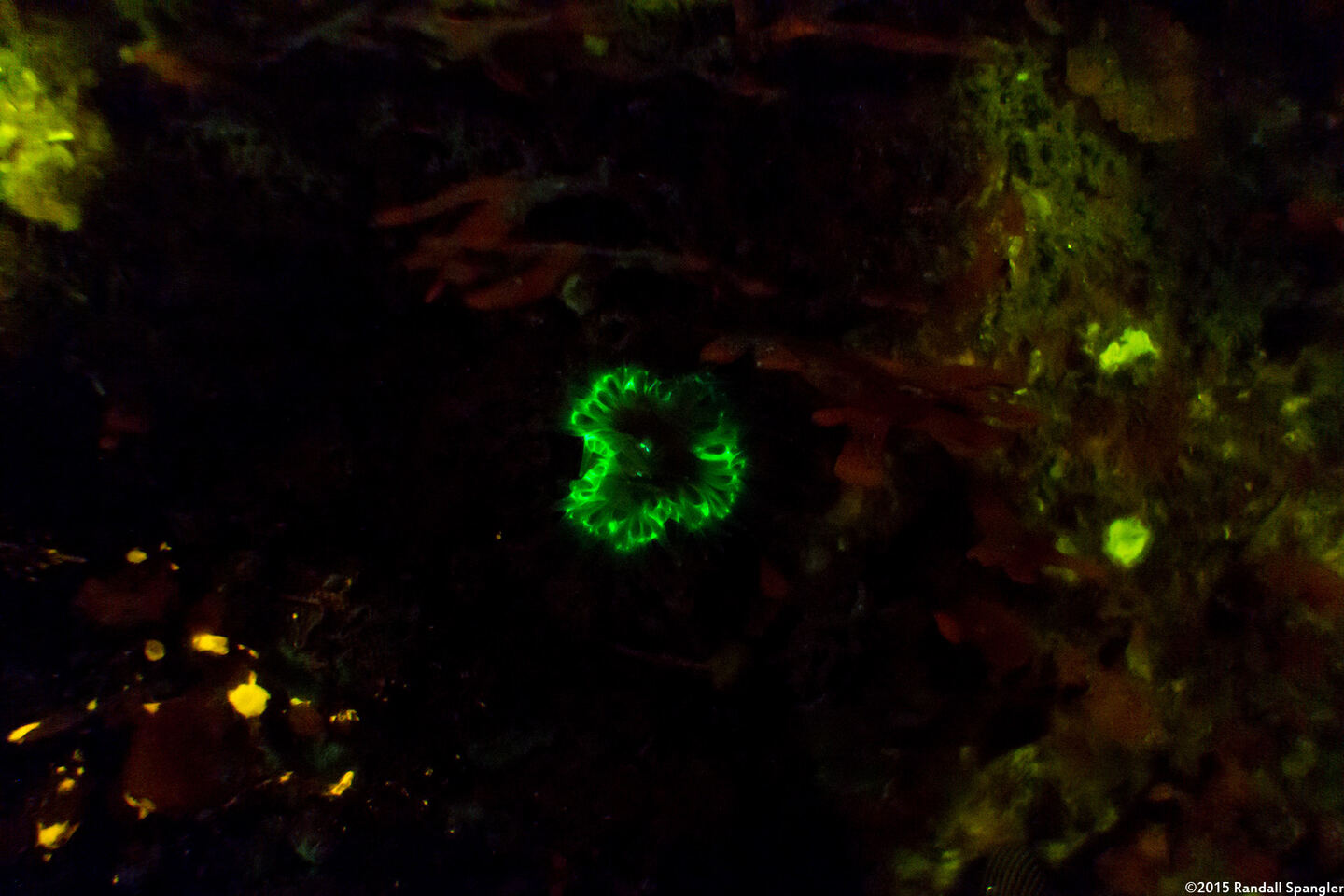 Balanophyllia elegans (Orange Cup Coral)