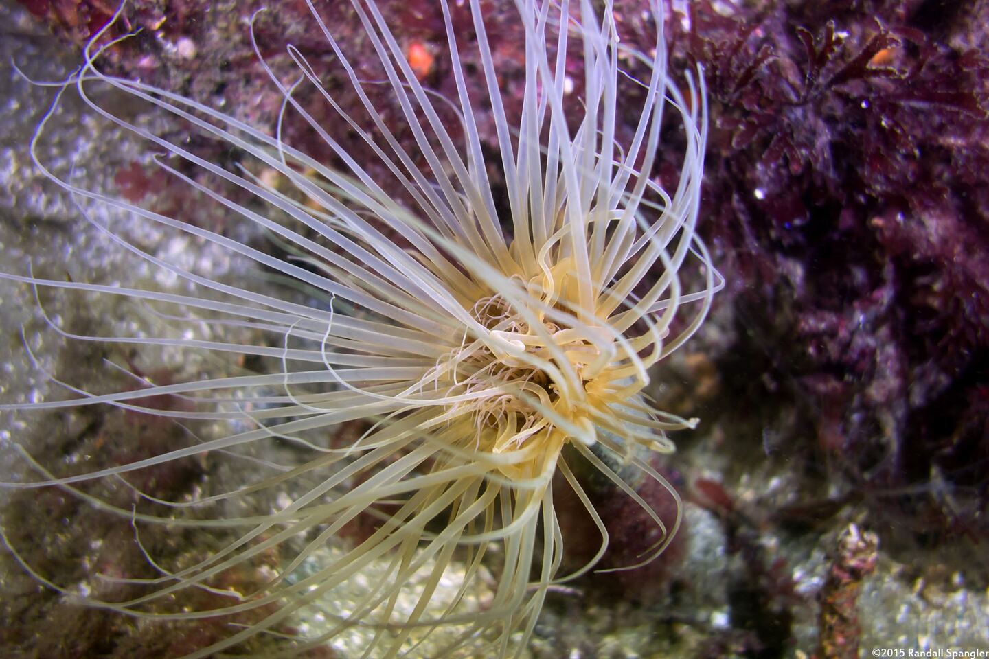 Pachycerianthus fimbriatus (Tube-Dwelling Anemone)