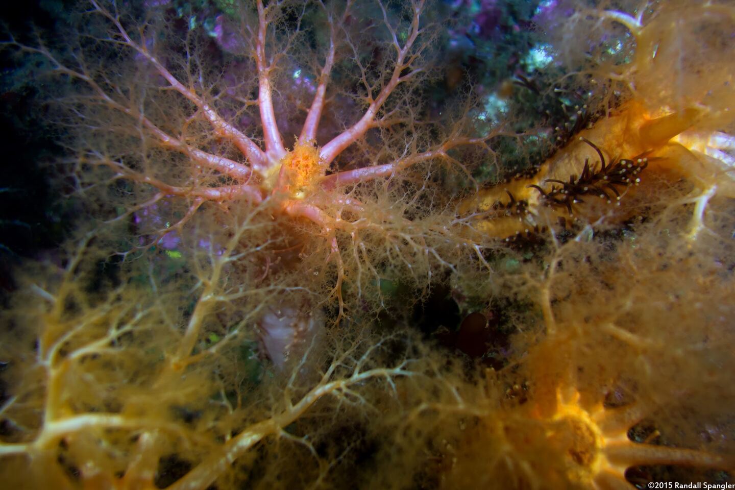 Cucumaria miniata (Orange Sea Cucumber)