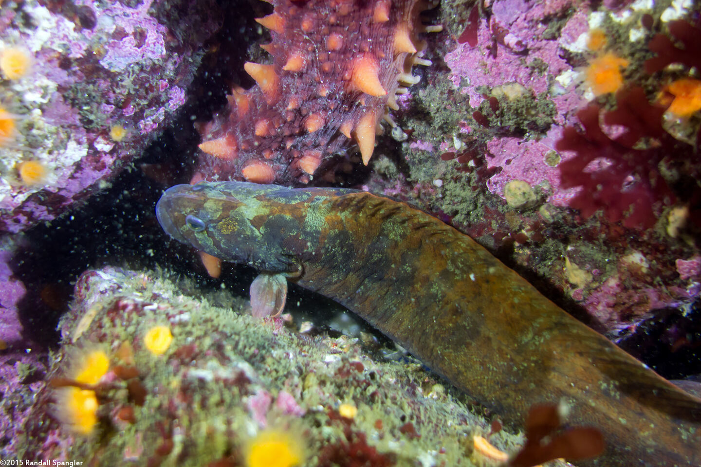 Cebidichthys violaceus (Monkeyface Prickleback)