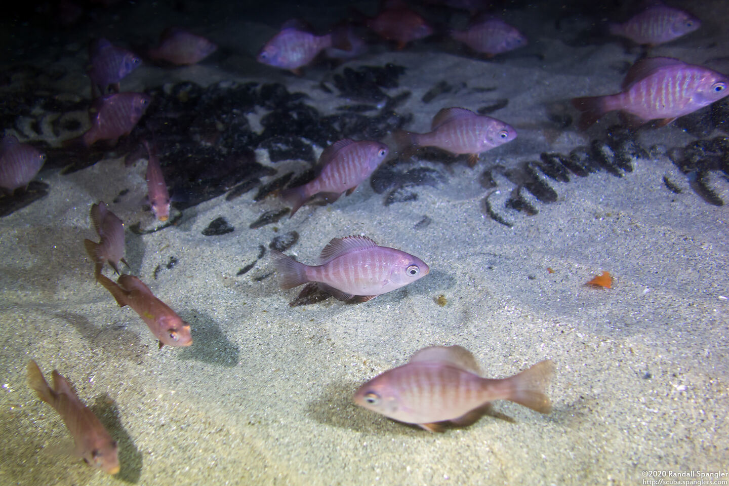 Embiotoca jacksoni (Black Perch)