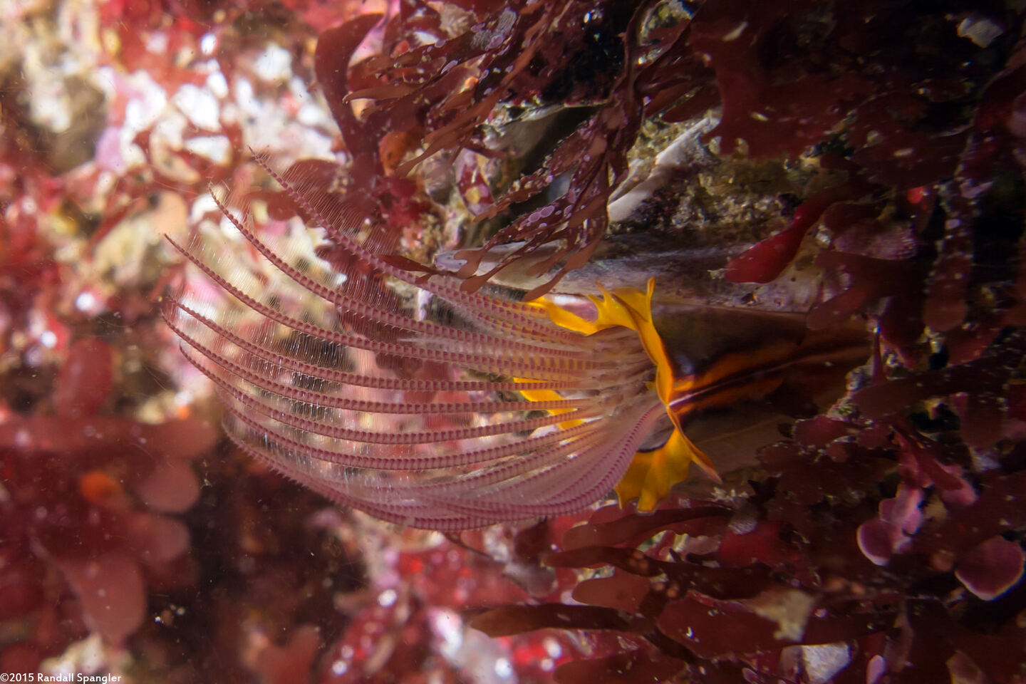 Balanus nubilus (Giant Acorn Barnacle)