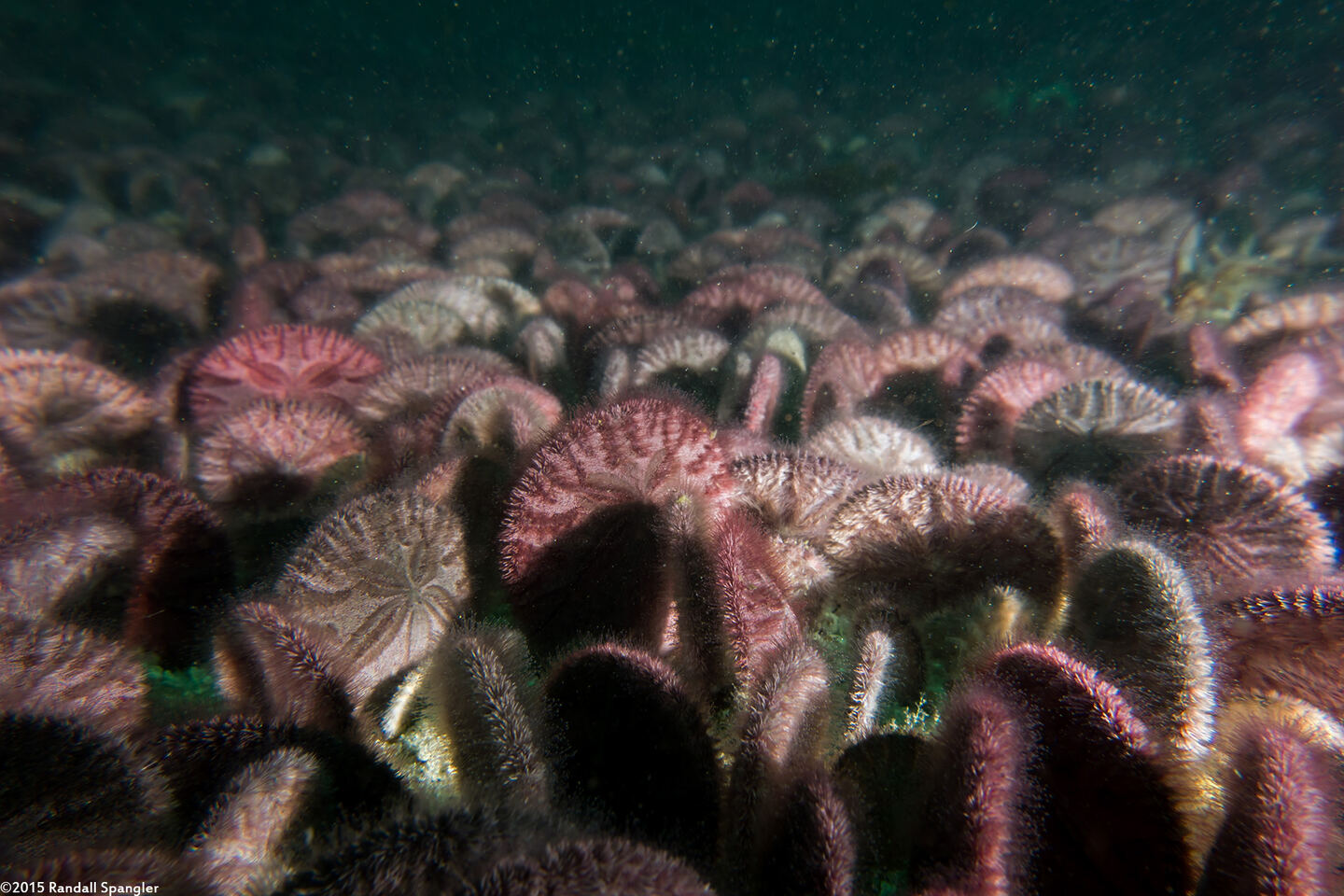 Dendraster excentricus (Sand Dollar); Dense bed