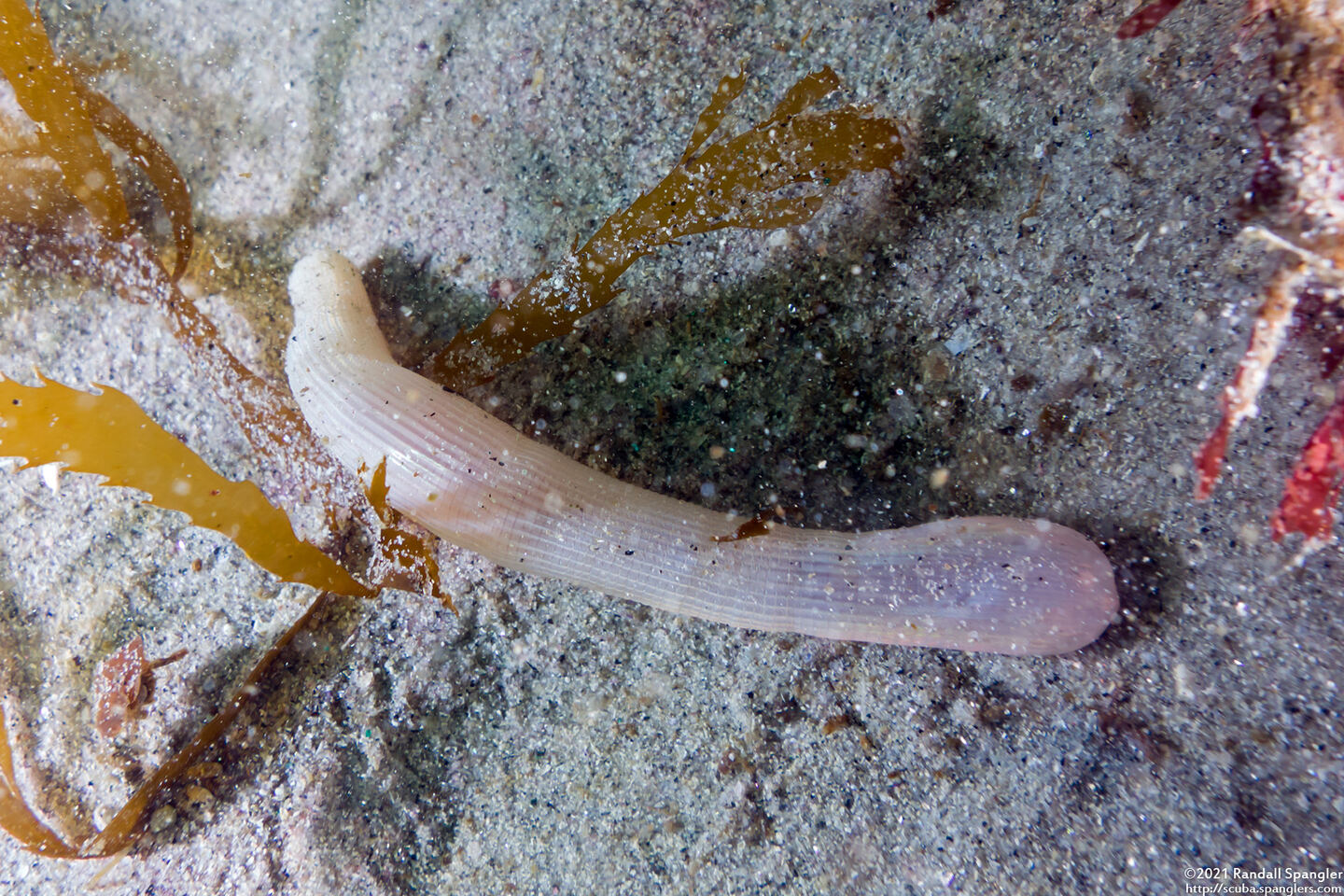 Sipunculus nudus (Naked Peanut Worm)
