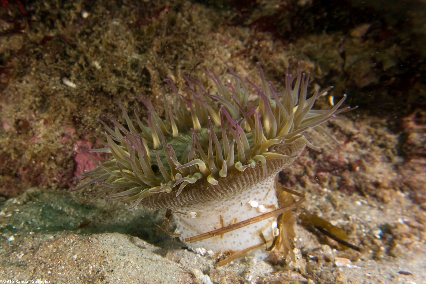 Anthopleura sola (Sunburst Anemone)