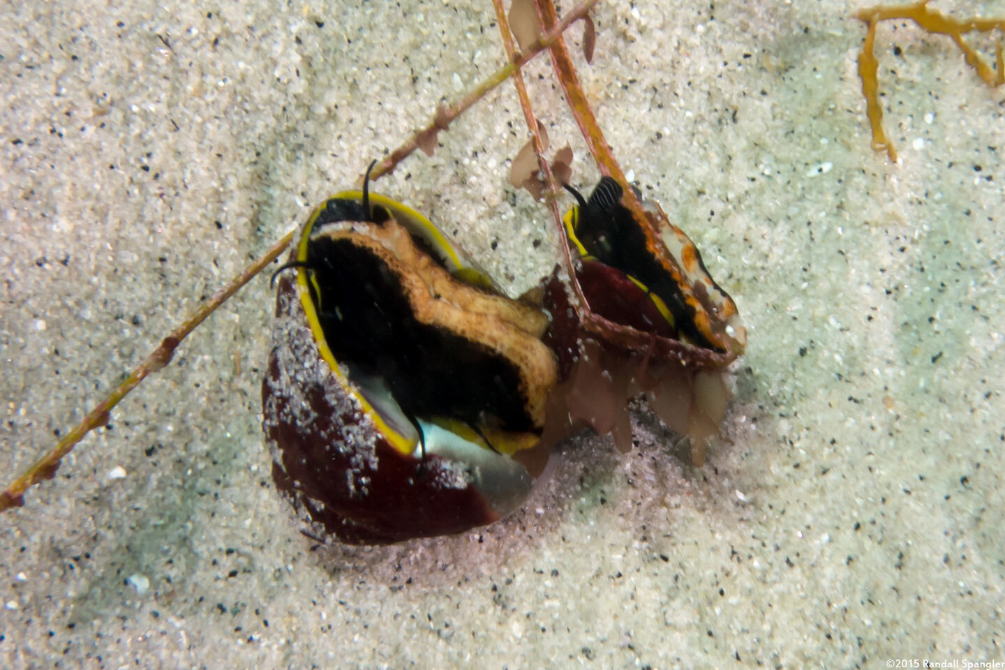Tegula brunnea (Brown Turban Snail)