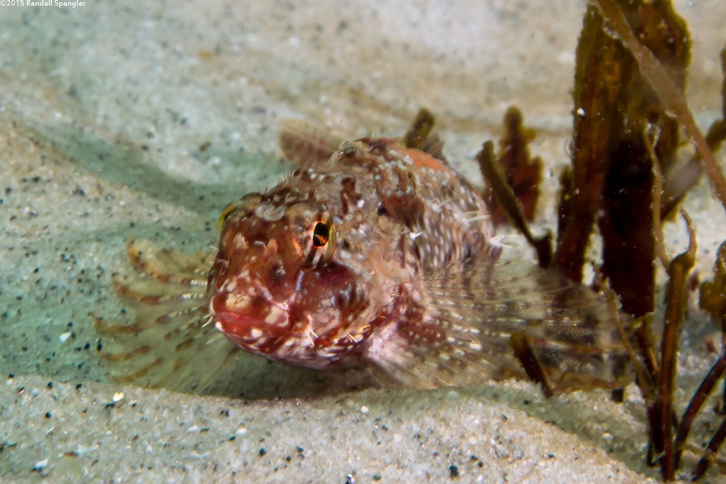 Orthonopias triacis (Snubnose Sculpin)