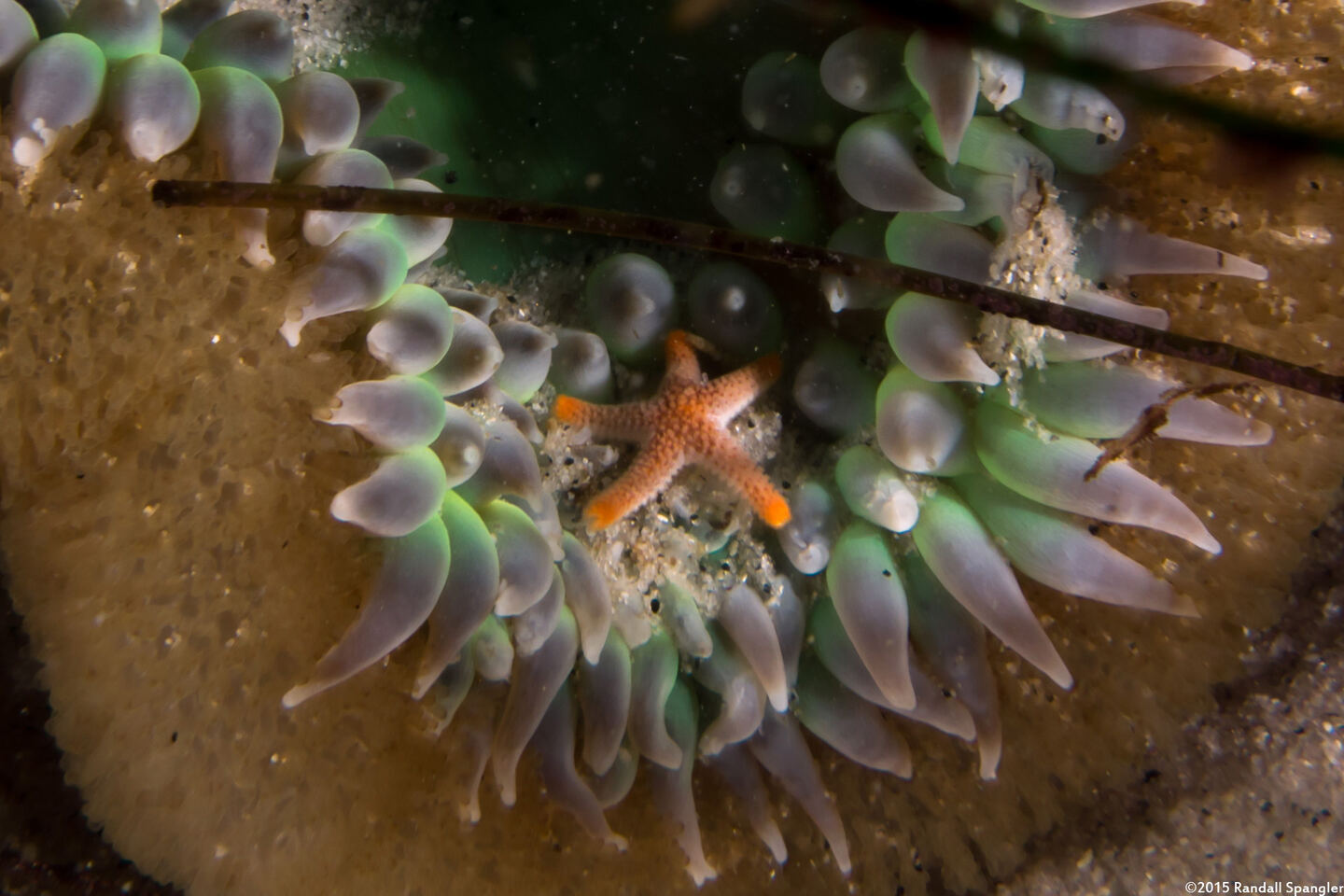 Henricia pumila (Dwarf Mottled Star)