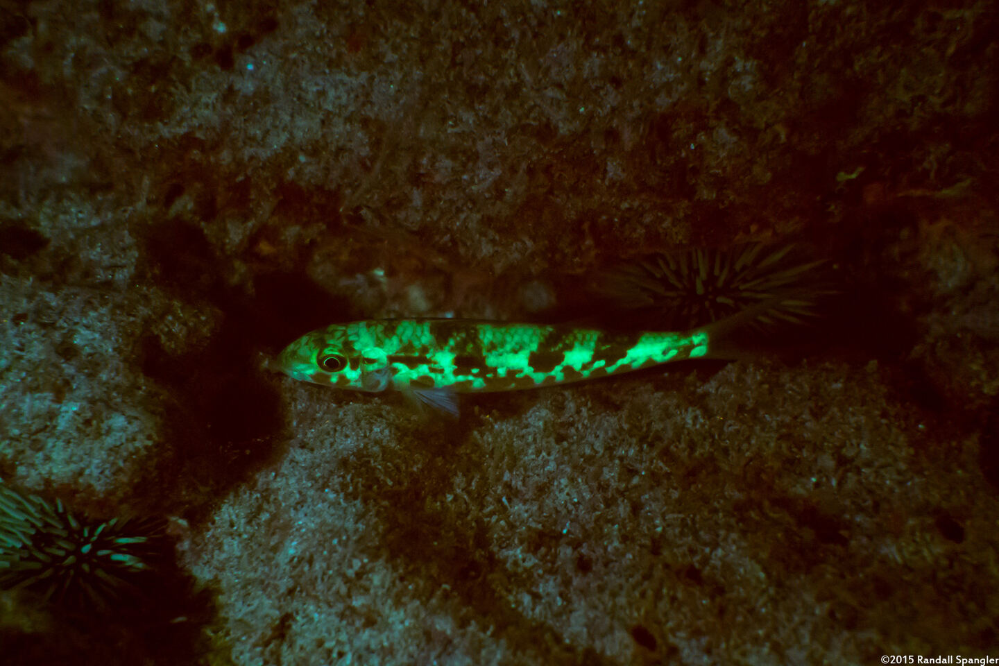 Mulloidichthys flavolineatus (Yellowstripe Goatfish)