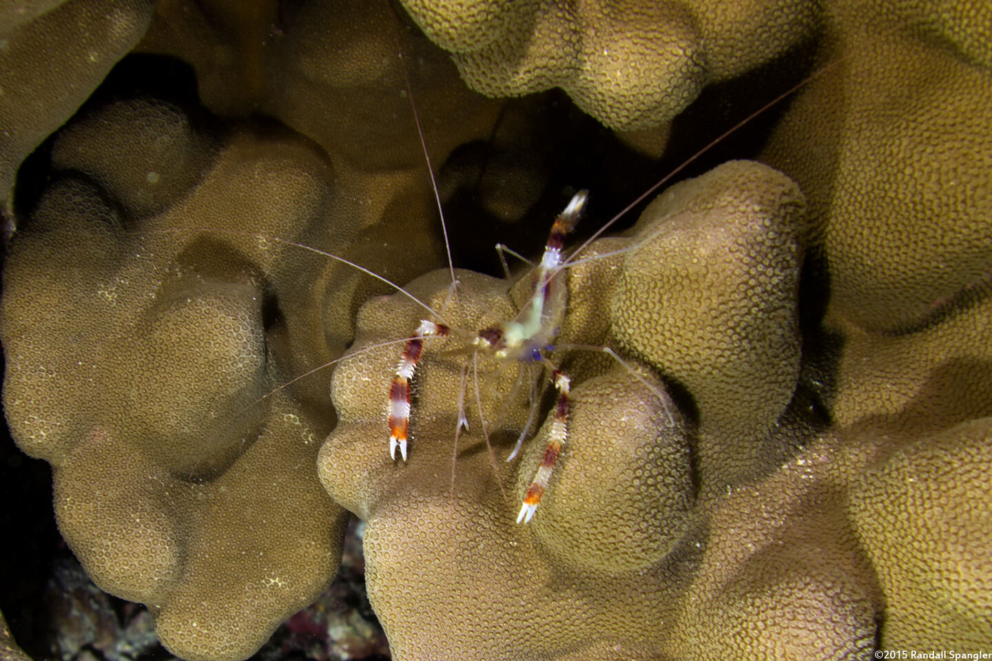 Stenopus hispidus (Banded Coral Shrimp)