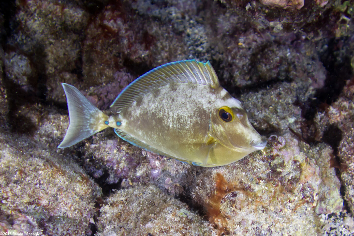 Naso unicornis (Bluespine Unicornfish)