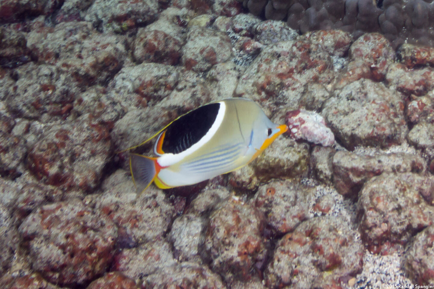 Chaetodon ephippium (Saddled Butterflyfish)