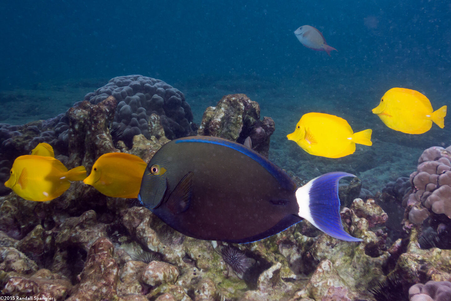 Acanthurus blochii (Ringtail Surgeonfish)