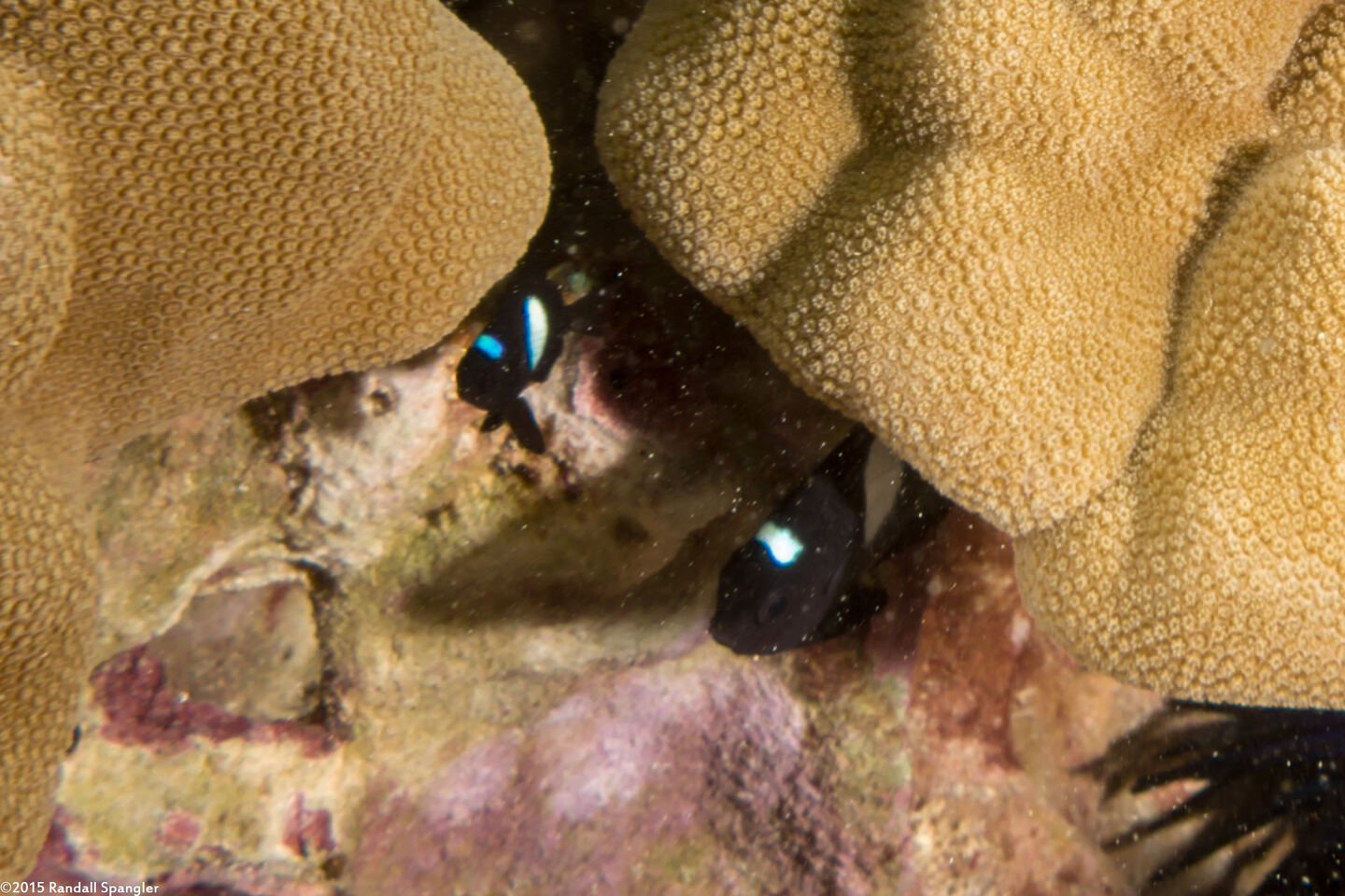 Dascyllus albisella (Hawaiian Dascyllus)