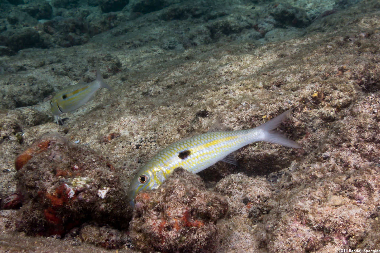 Mulloidichthys flavolineatus (Yellowstripe Goatfish)