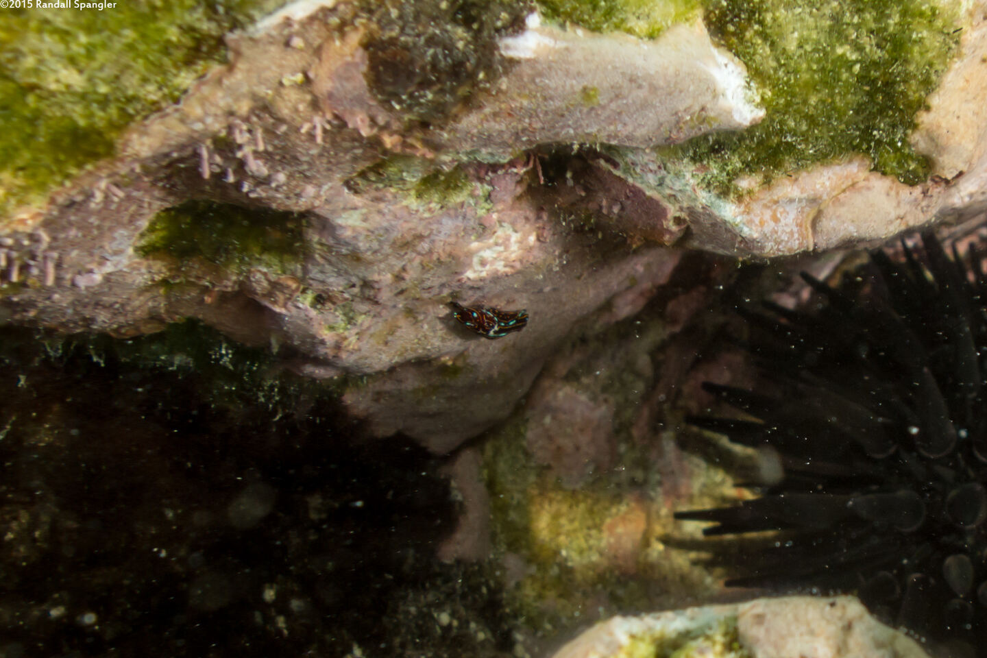 Chelidonura alisonae (Chelidonura Alisonae)