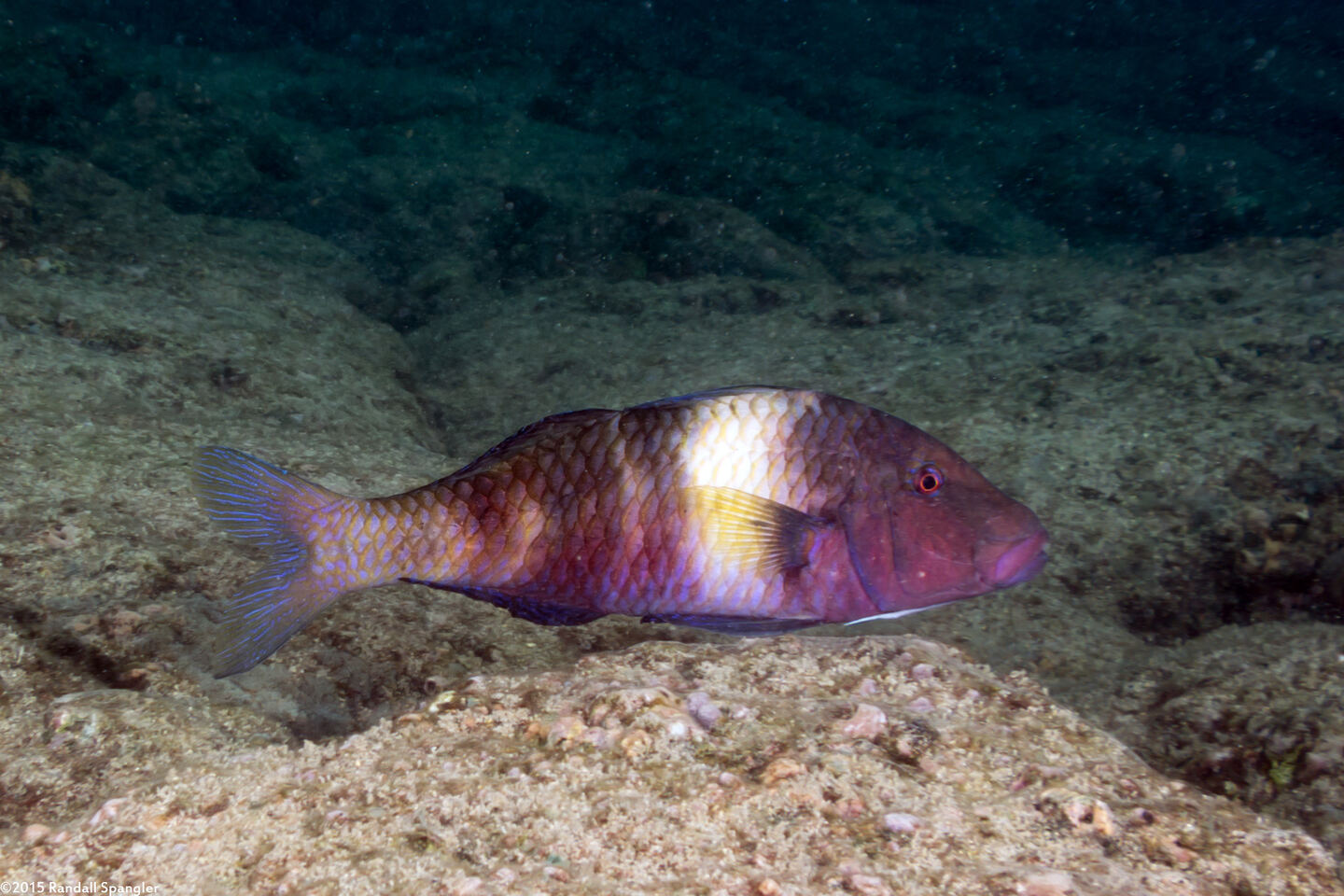 Parupeneus insularis (Island Goatfish)