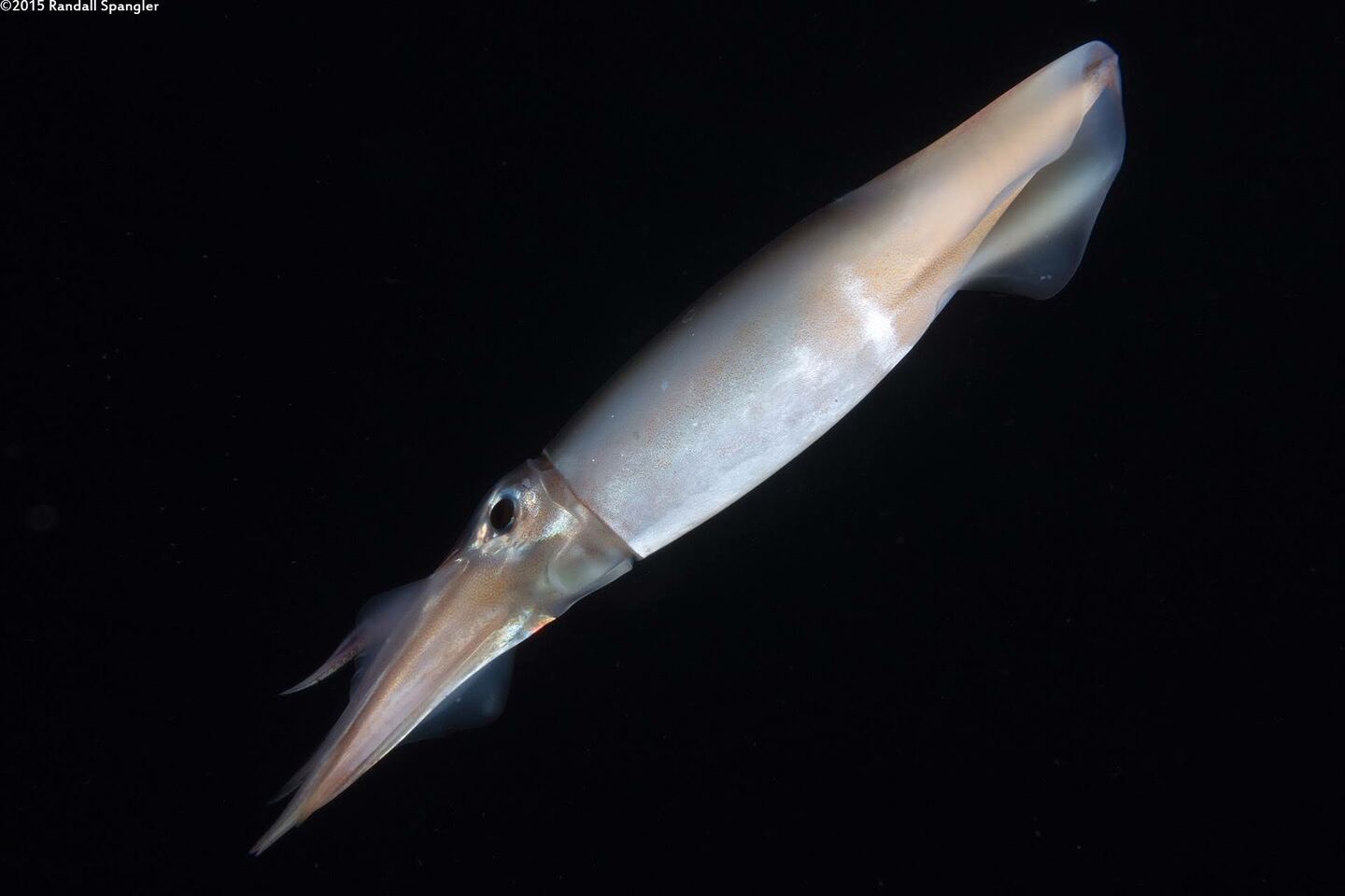 Squid that got stuck in my BCD during a black water dive