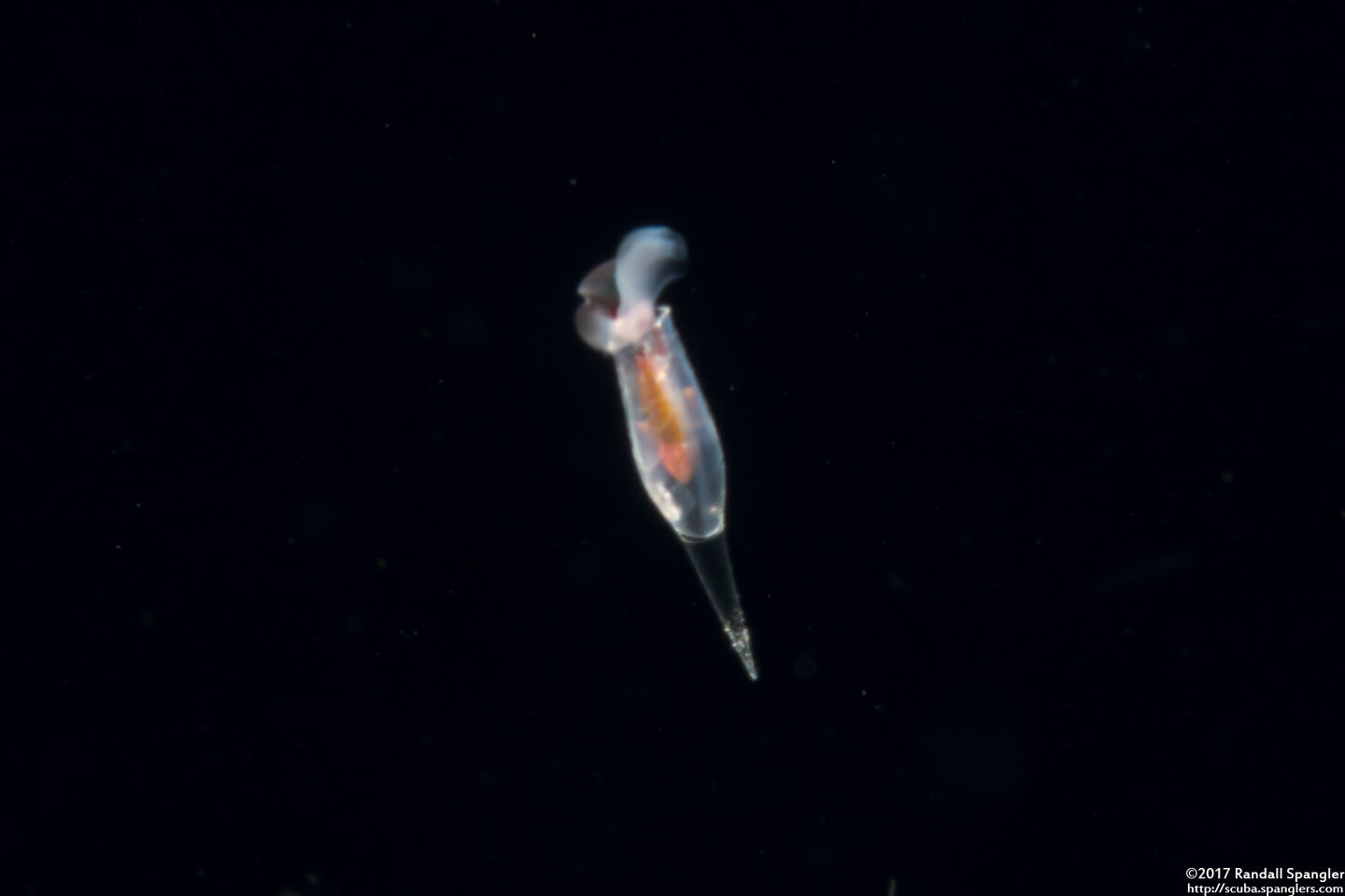 Cuvierina columnella (Cuvierina columnella)