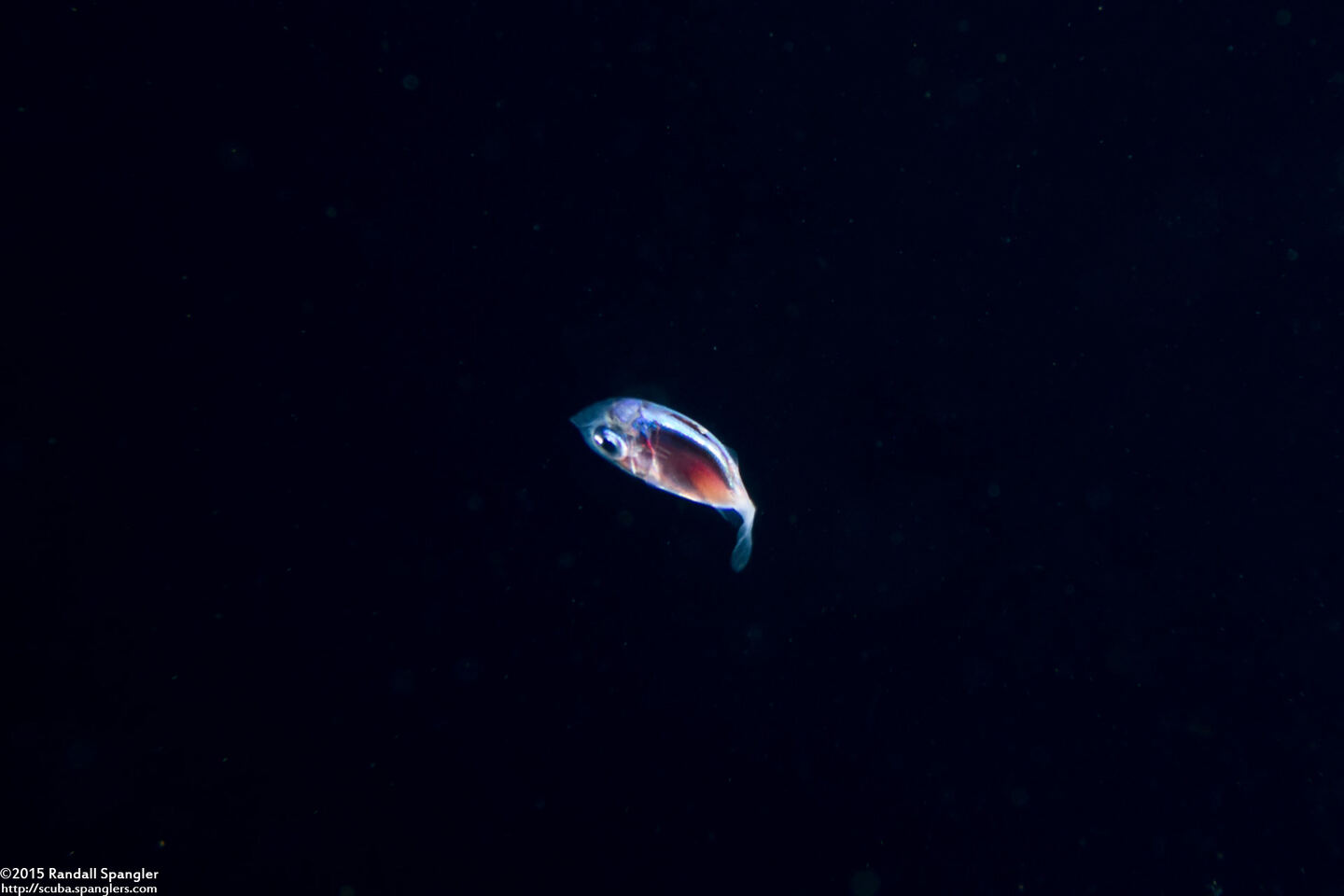 Sargocentron sp. (Larval Squirrelfish)