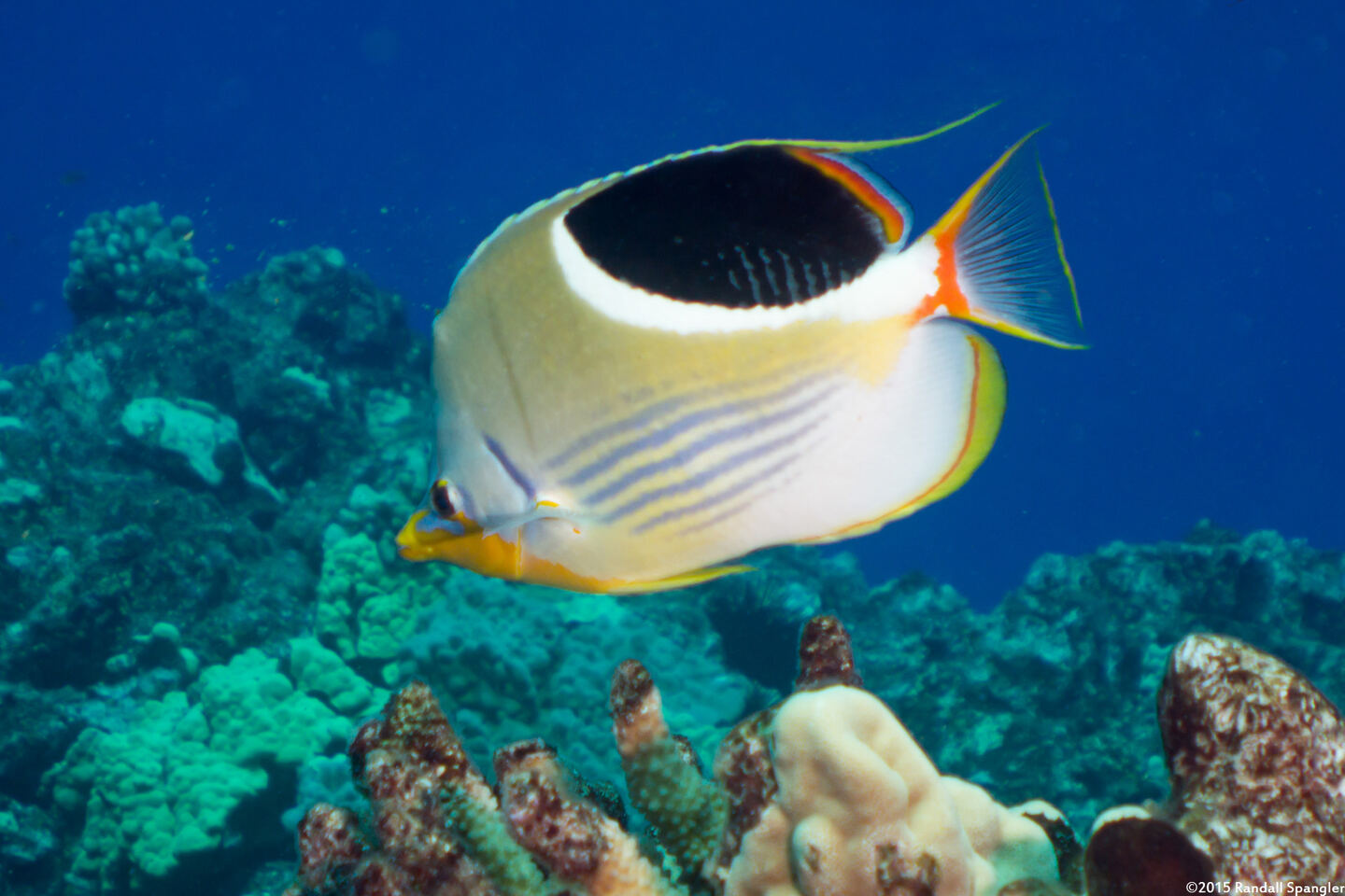 Chaetodon ephippium (Saddled Butterflyfish)