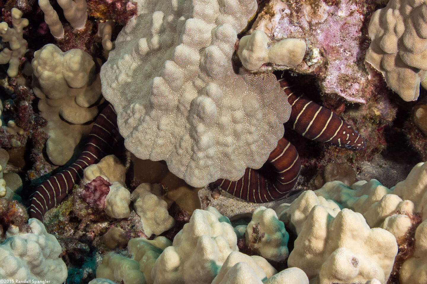 Gymnomuraena zebra (Zebra Moray)