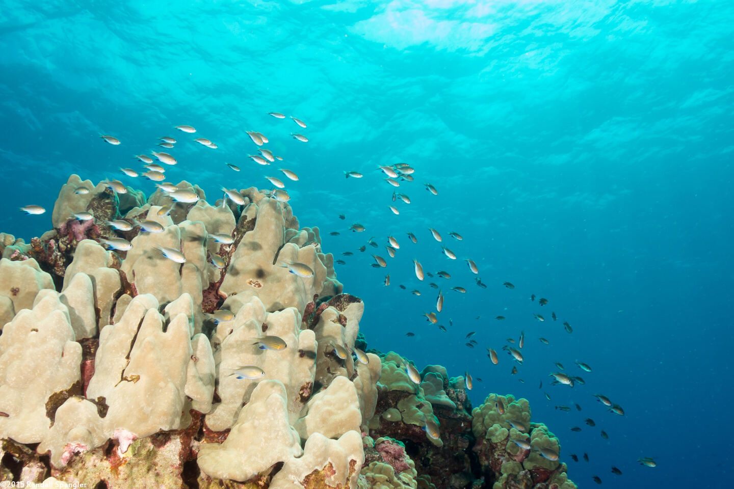 Chromis vanderbilti (Blackfin Chromis)