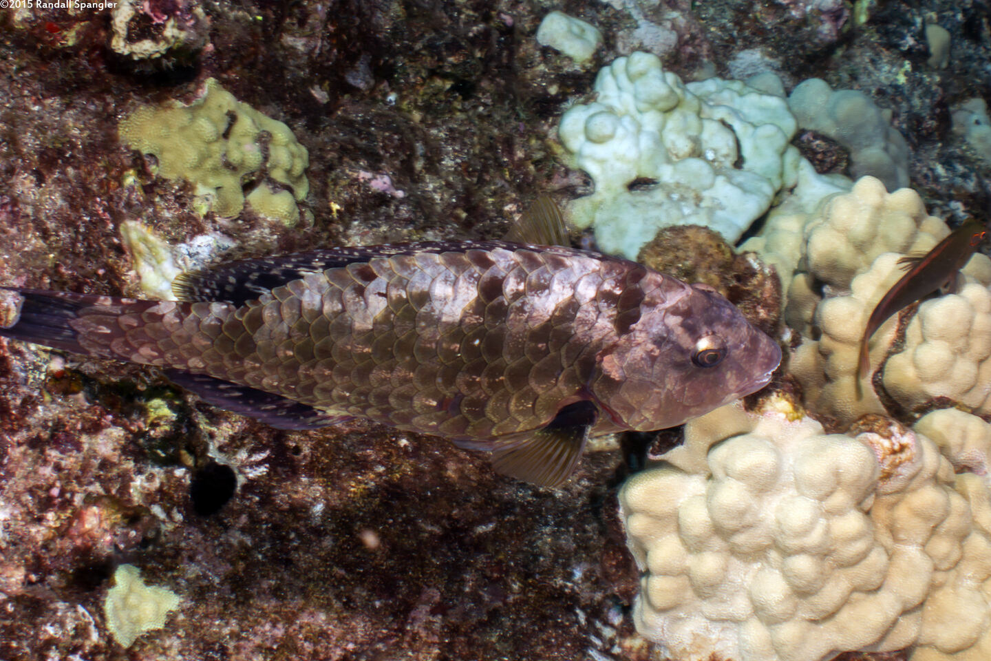 Calotomus carolinus (Stareye Parrotfish)