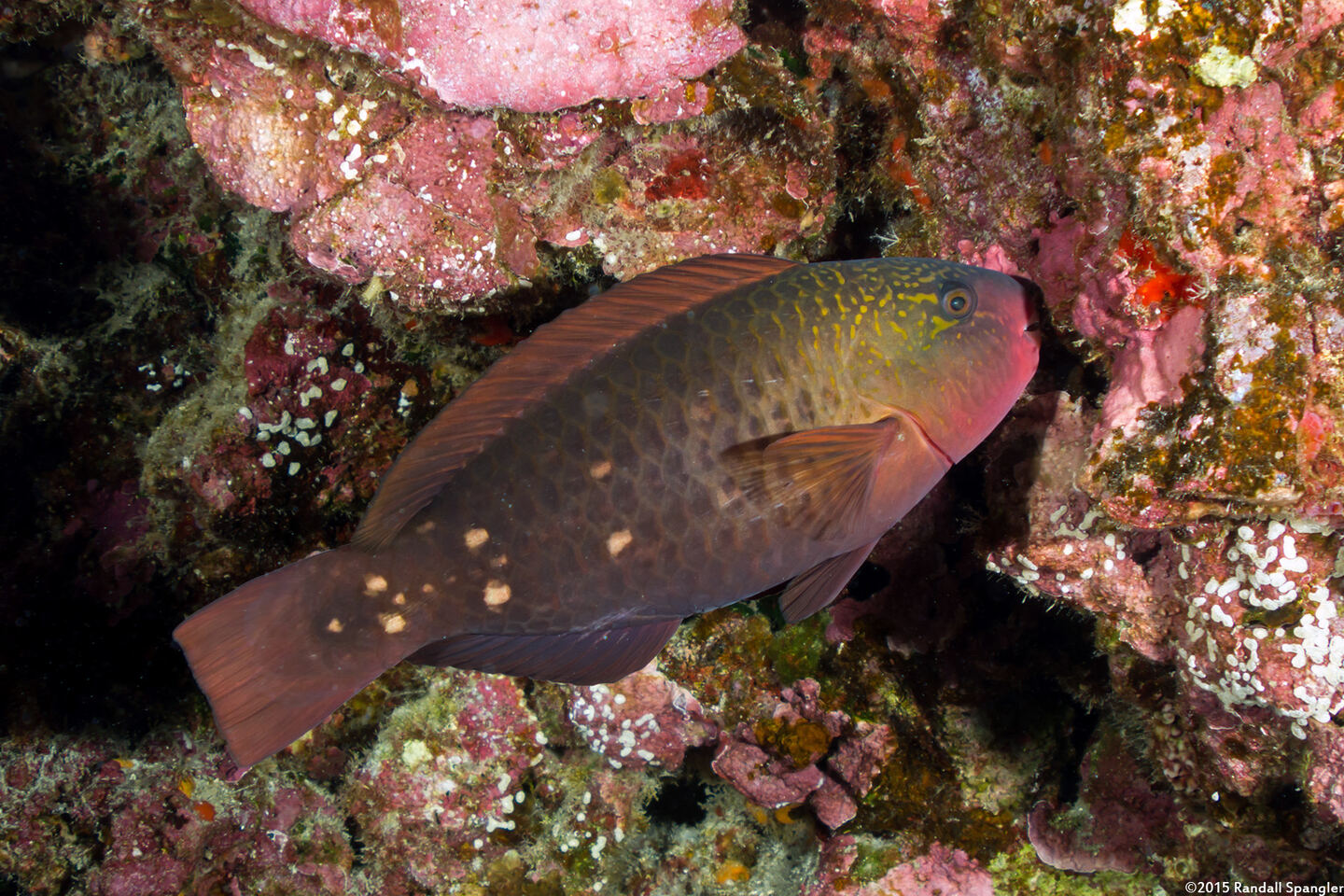 Chlorurus spilurus (Bullethead Parrotfish)