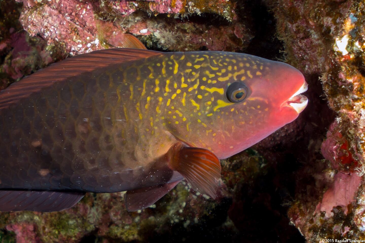 Chlorurus spilurus (Bullethead Parrotfish)