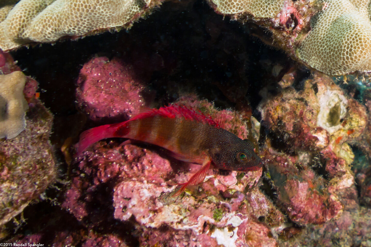 Cirrhitops fasciatus (Redbarred Hawkfish)