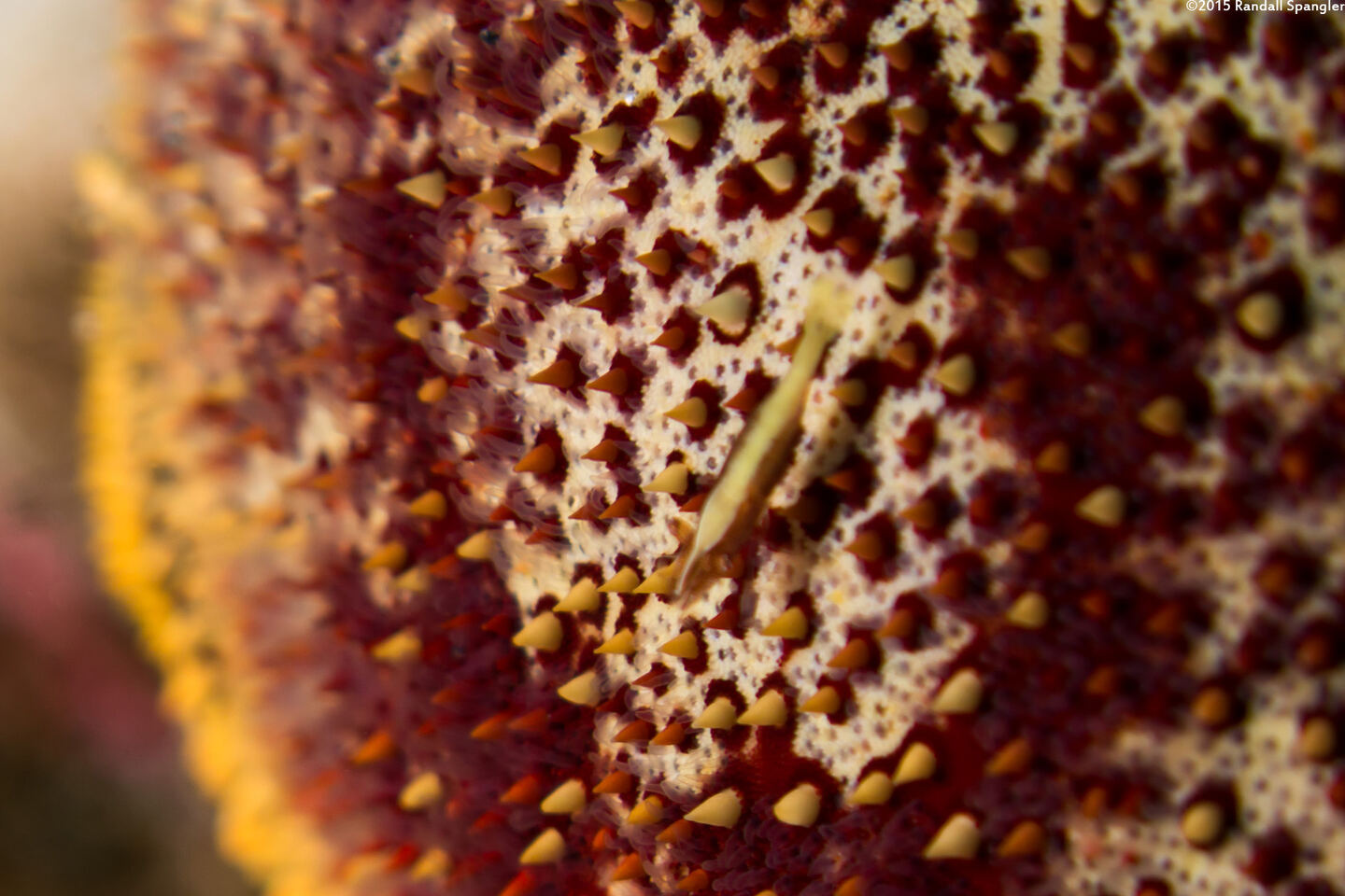 Zenopontonia soror (Sea Star Shrimp)