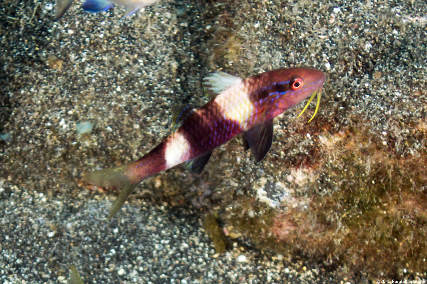 Parupeneus multifasciatus (Manybar Goatfish)