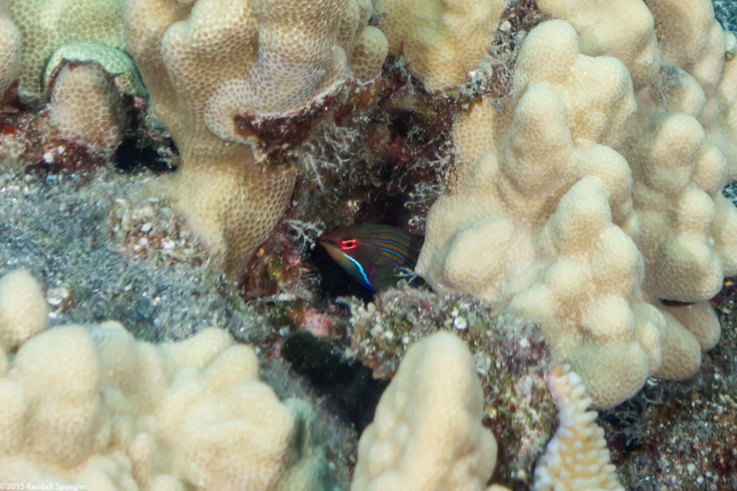 Pseudocheilinus tetrataenia (Fourline Wrasse)