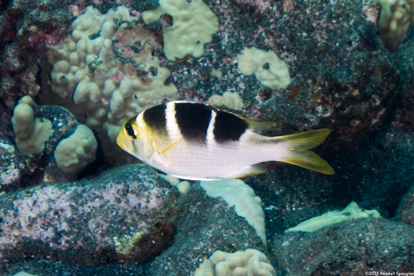 Monotaxis grandoculis (Humpnose Bigeye Bream)