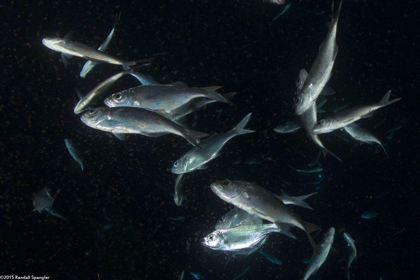 Selar crumenophthalmus (Bigeye Scad)