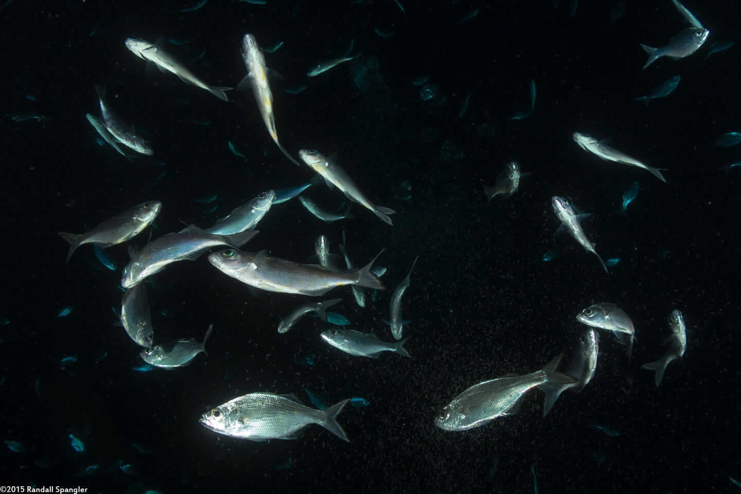 Selar crumenophthalmus (Bigeye Scad)