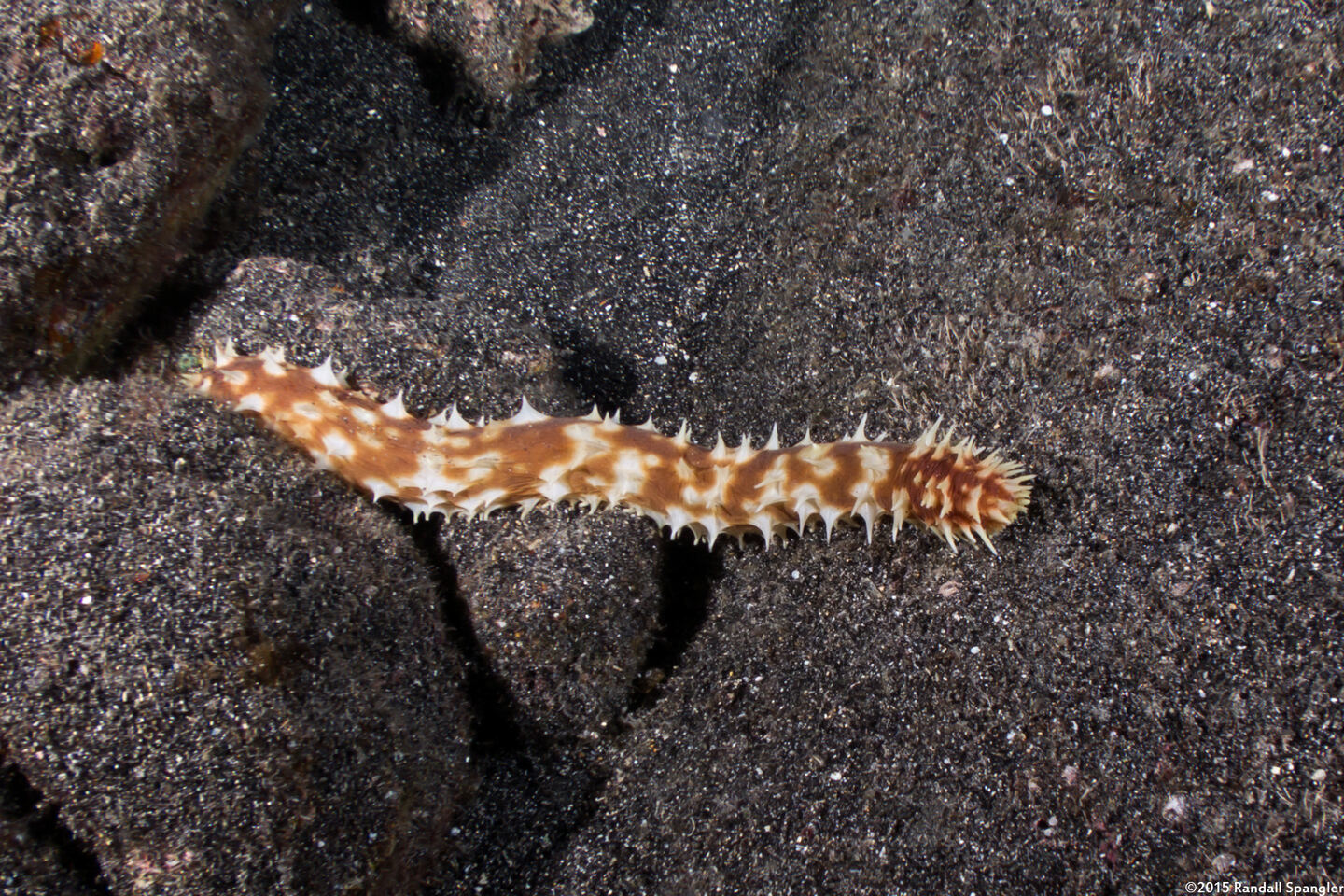 Holothuria hilla (Light-Spotted Sea Cucumber)