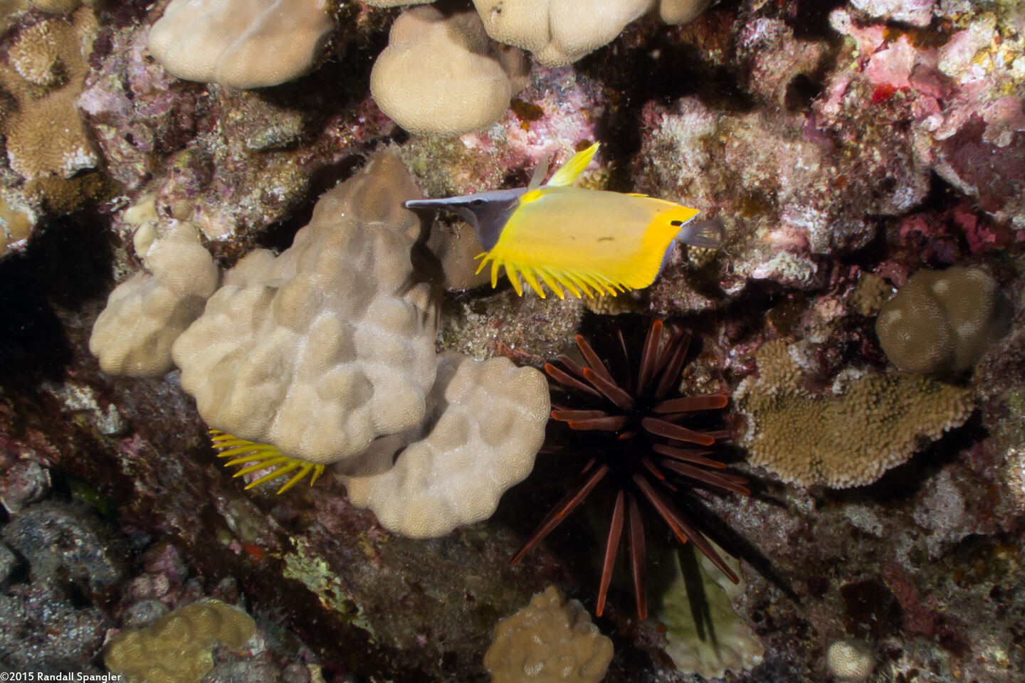 Forcipiger flavissimus (Common Longnose Butterflyfish)